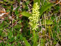 Nördliche Waldhyazinthe Orchidee